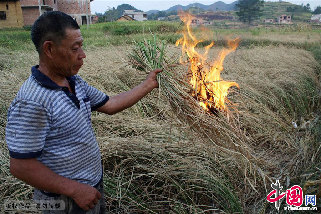 2013年8月13日，湖南省涟源市桥头河镇大范村干死的一季晚稻可以马上点火做柴烧。中国网图片库 张扬摄