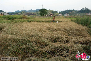 2013年8月13日，湖南省涟源市桥头河镇大范村干死的一季晚稻。中国网图片库 张扬摄