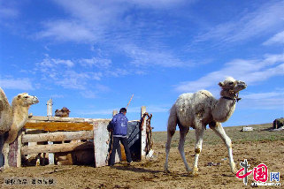 在駝場，小駱駝和大駱駝是分開的，擠奶前，要把小駱駝從圈裏放出來，這個工作是屬於葉爾江的。中國網圖片庫 孫繼虎/攝
