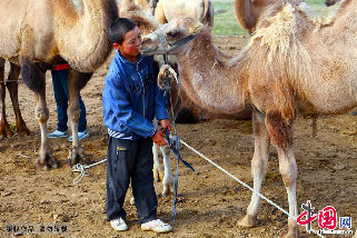 葉爾江和駱駝的關係很親密，小駱駝有時候會親親葉爾江的臉。中國網圖片庫 孫繼虎/攝