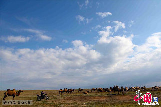 十一歲的葉爾江就可駕駛成人的摩托車（這在城裏是不可想像的）把分散在草原上的駱駝趕到駝場，準備擠奶。中國網圖片庫 孫繼虎/攝
