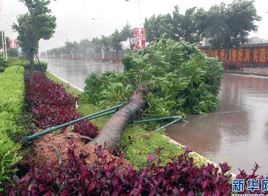 广东阳江阳春市一棵大树被台风吹倒。 广东阳江阳春市一棵大树被台风吹倒。
