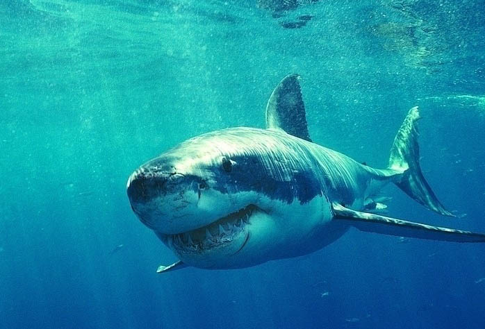 美国:鲨鱼被强行拖上岸 当场产小鲨后死去_ 视频中国