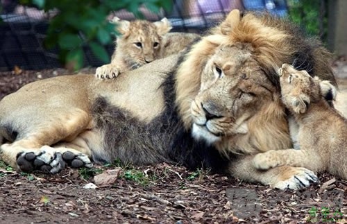 野生动物园狮妈妈一胎诞下三只小宝宝
