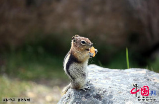 加拿大班夫国家公园内的可爱的地松鼠。中国网图片库 李晓峰摄影