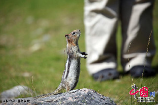 加拿大班夫國家公園內的可愛的地松鼠。中國網圖片庫 李曉峰攝影