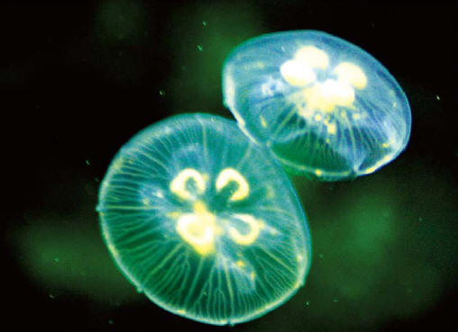 贵州：桃花水母变身“商品”公然出售