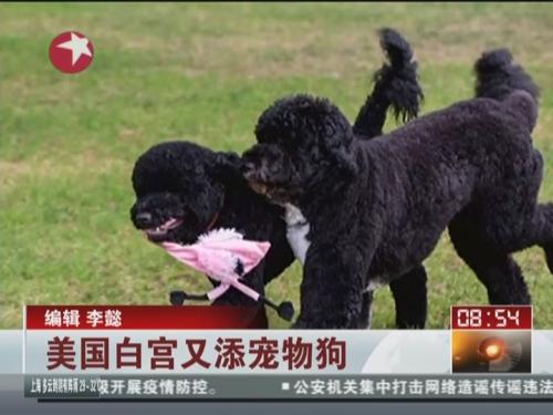 美国白宫又新添宠物狗