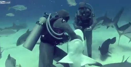 意大利女潜水员上演“鲨口拔钩”