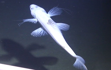 深海鱼 白色 名字