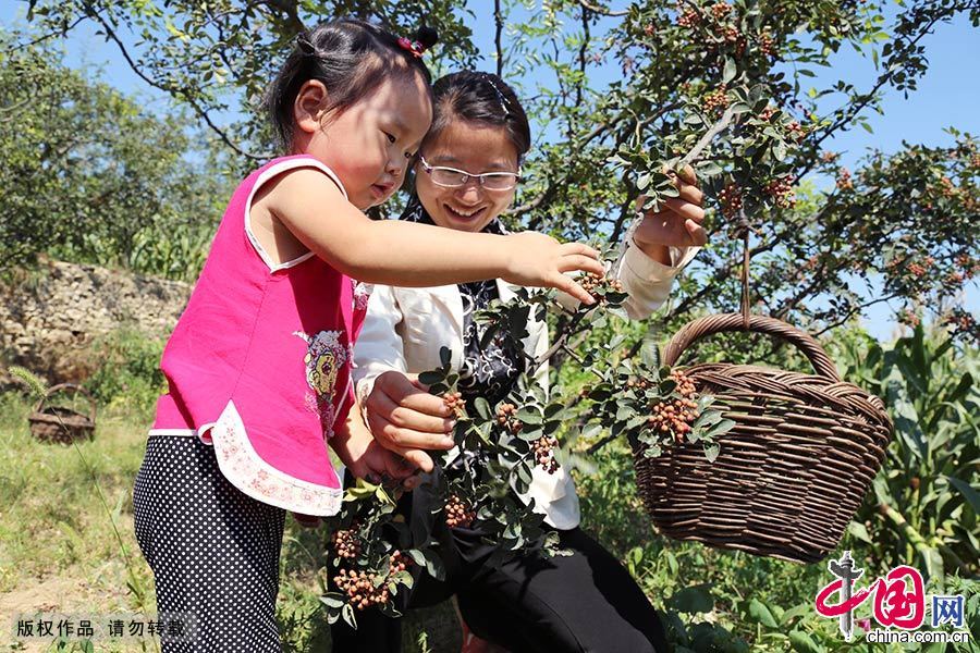付慧珍领着女儿正在收摘花椒，卖花椒是她家收入的一部分，可以抵挡一部分学费。 中国网图片库 毕兴世/摄