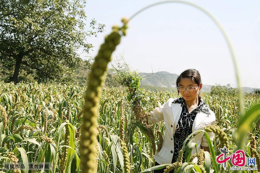 付慧珍正在谷子地里清除杂草，她说这里种的谷子从来不使用农药和化肥。 中国网图片库 毕兴世/摄 