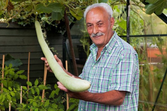 老汉种出1.8米长巨型瓠瓜