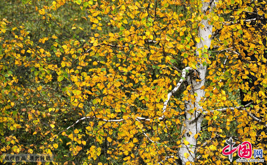 秋天，白桦树的叶子变成了金黄色。中国网图片库 天高摄影