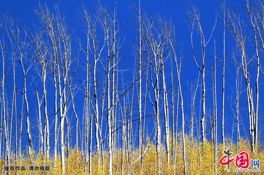 笔直的白桦树干在蓝天的映衬下格外醒目。中国网图片库 天高摄影