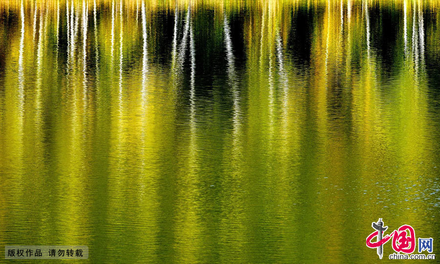 水面上白桦树干的倒影构成了一幅抽象的图画。中国网图片库 天高摄影