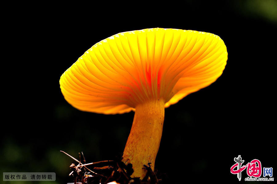 大兴安岭生长的蘑菇。中国网图片库 天高摄影