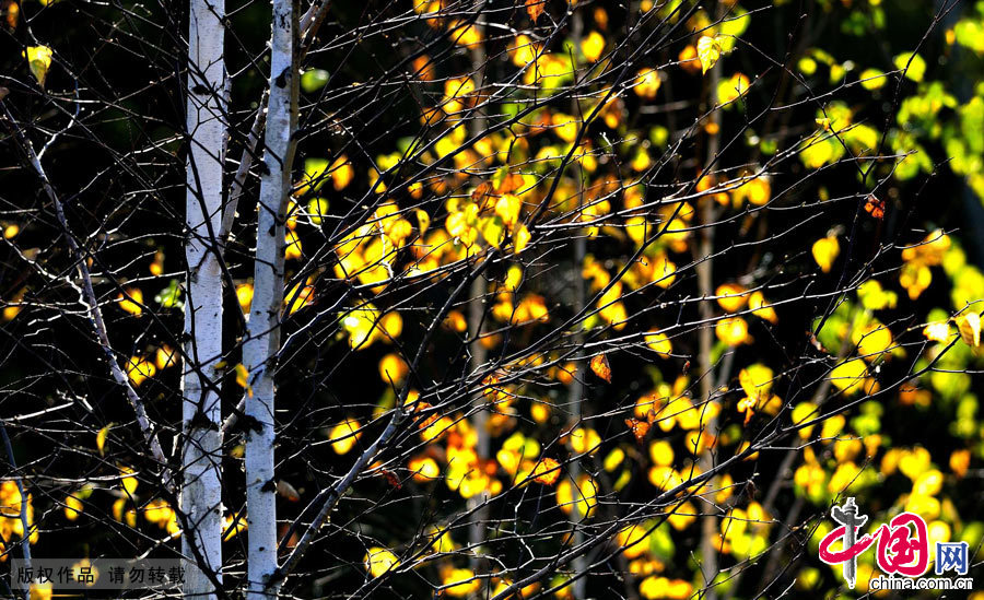 金黄色的白桦树叶子再告诉人们秋天到了。中国网图片库 天高摄影