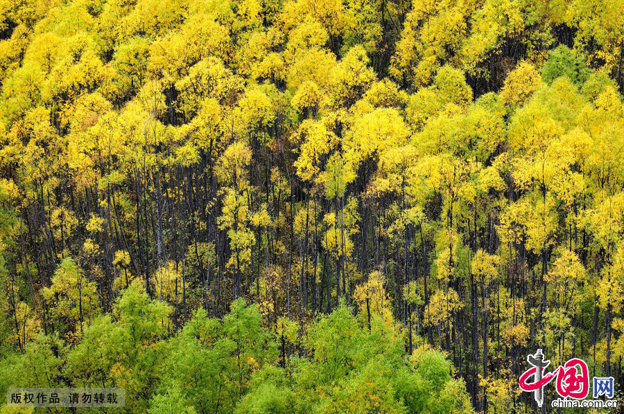 金黄色是秋天独有的颜色。中国网图片库 天高摄影