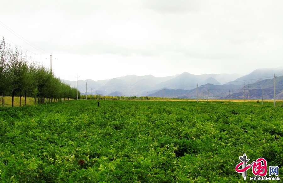 圖為南木林縣艾瑪鄉馬鈴薯産地。 中國網記者 宗超攝影