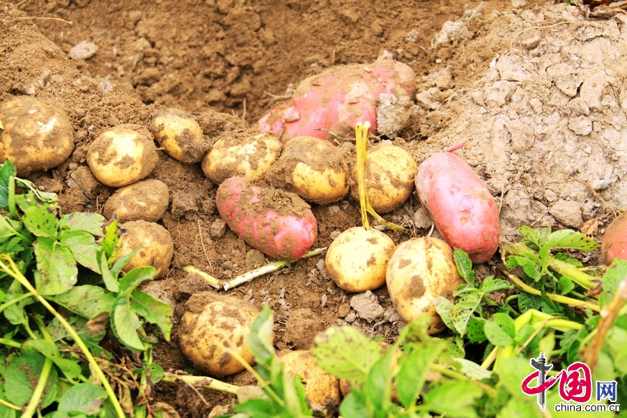 图为南木林艾玛乡的艾玛土豆。 中国网记者 宗超摄影