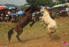 9月20日，广西柳州，融水苗族自治县香粉苗乡古龙坡，两匹勇驹激烈厮打。 龙林智/摄