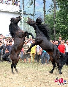 9月20日，广西柳州，融水苗族自治县香粉苗乡古龙坡，两匹勇驹激烈厮打。 龙林智/摄