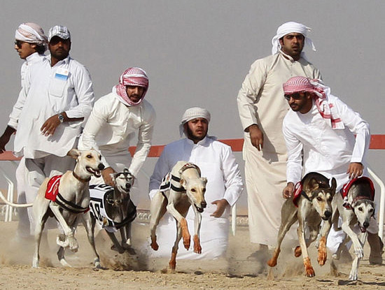 阿联酋:萨路基猎犬选美比赛精彩上演
