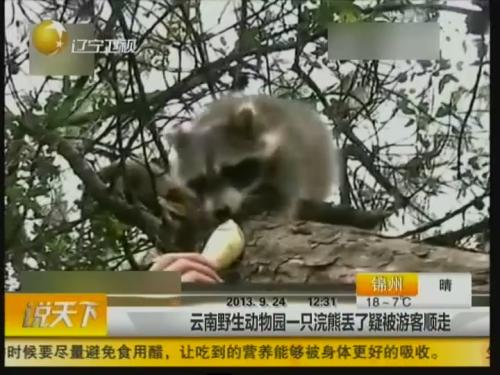 云南野生动物园一只浣熊丢了疑被游客顺走 云南野生动物园一只浣熊丢了疑被游客顺走
