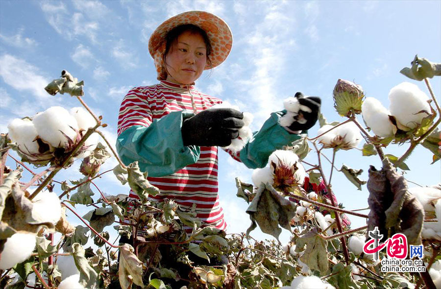 9月24日,一位河南籍拾花工在新疆哈密现代农业园区棉区采摘棉花.