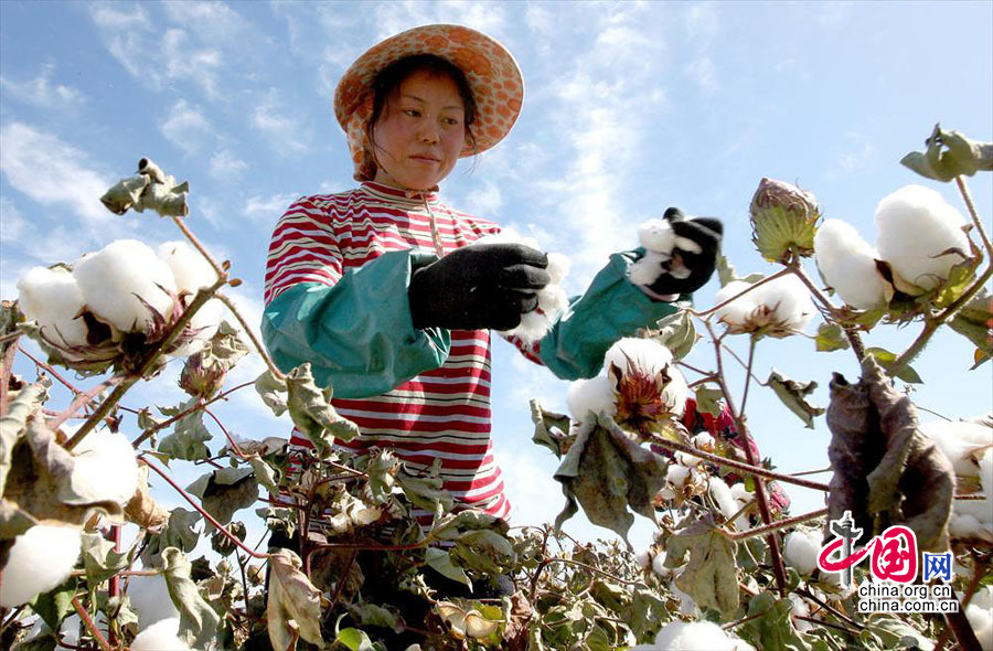 9月24日,几位河南籍拾花工在新疆哈密现代农业园区棉区采摘棉花.