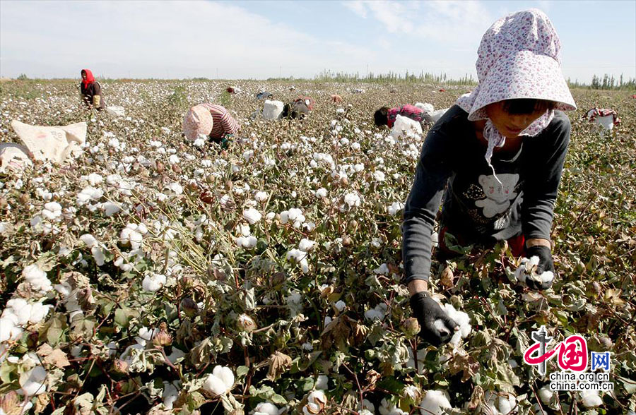 9月24日,几位拾花工在新疆哈密现代农业园区棉区采摘棉花.
