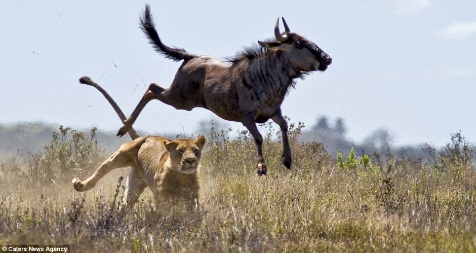 Cleared: The buffalo escapes the lioness' grasp and makes a frantic sprint for safety