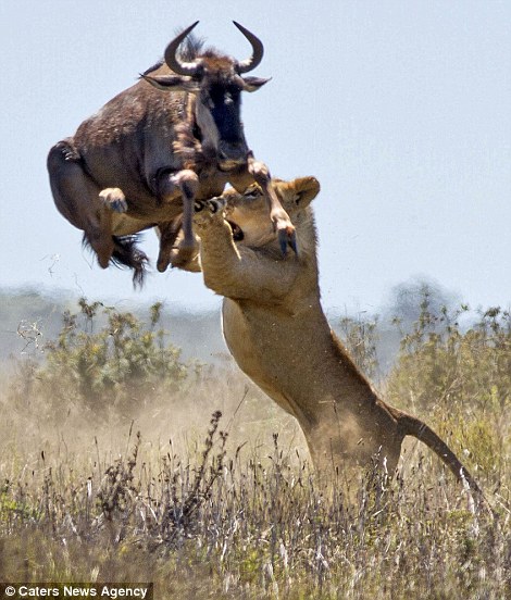 Tables are turned: The lioness attempts to grab the buffalo in mid-air but gets a hoof to the face for her pains
