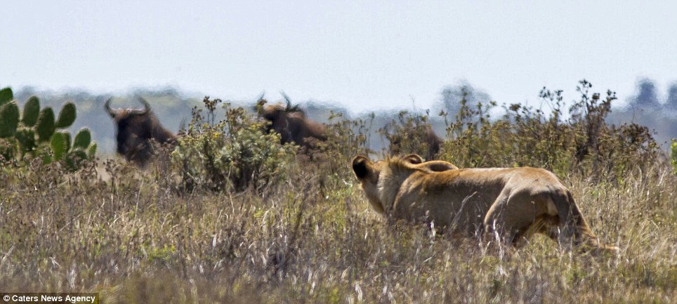 Stalking: The lioness eyes up a couple of buffalo across the grassy plain
