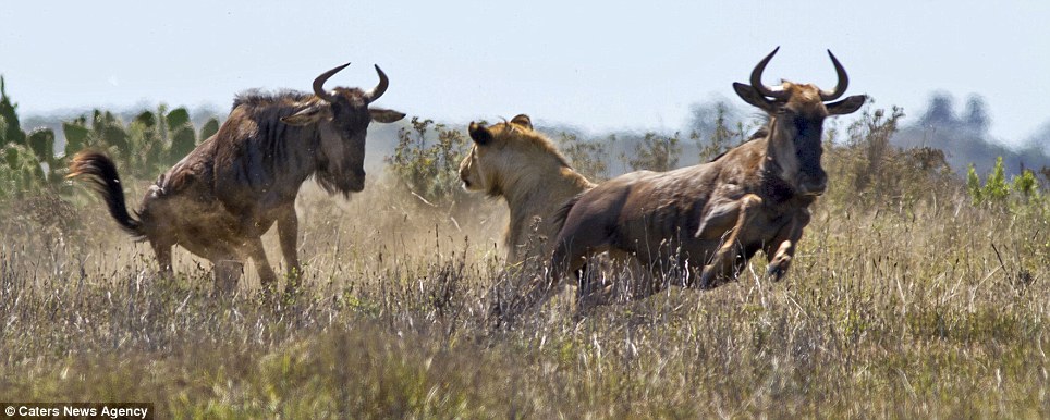 Cornered: As one buffalo darts around and escapes, the second faces the end of the line as it comes nose to nose with the lioness