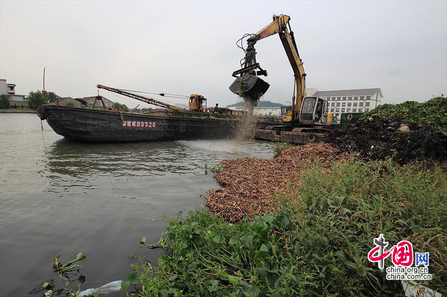 浙江绍兴：数百亩水葫芦顷刻消失 杭甬大运河恢复通航