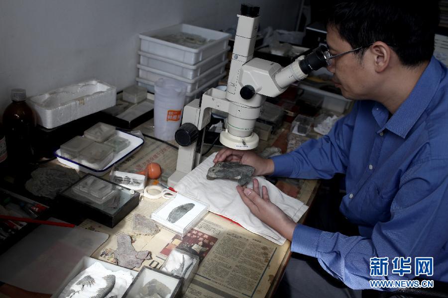 科学家发现最早拥有“脸部”骨骼的古生物