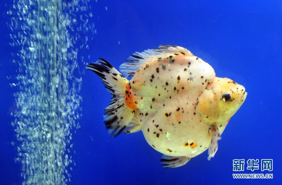 2013台北观赏鱼博览会即将开幕[组图]