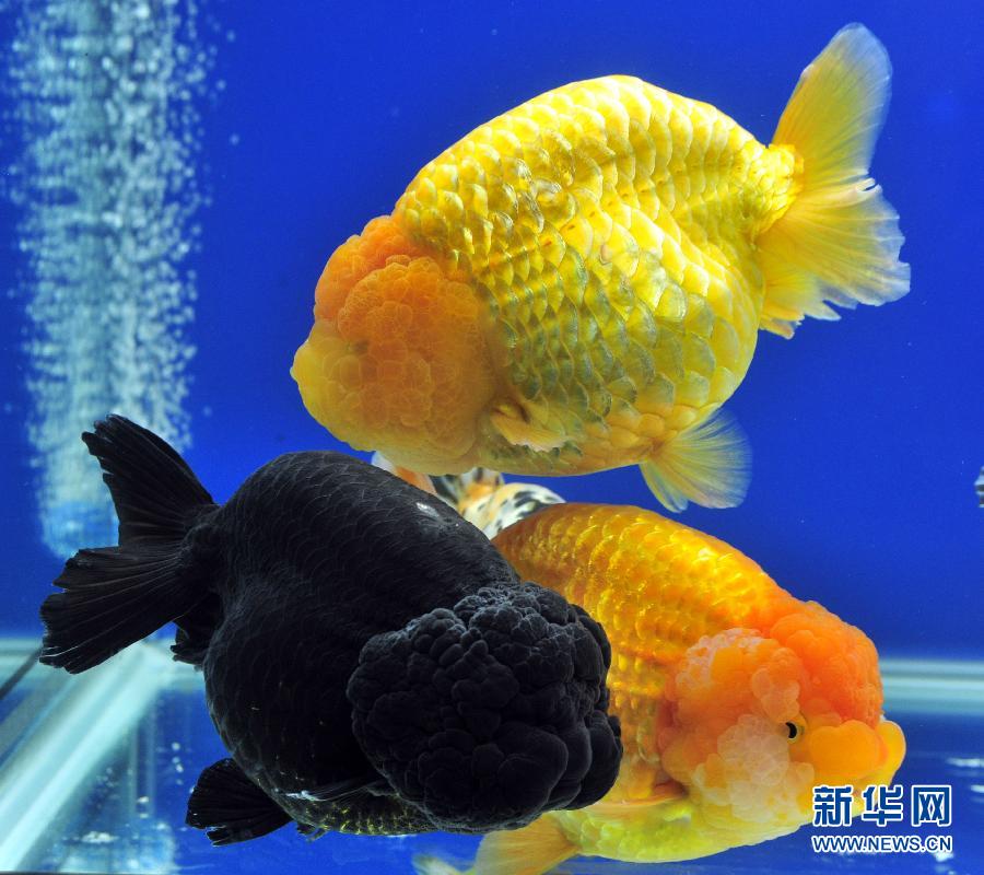 2013台北观赏鱼博览会即将开幕[组图]