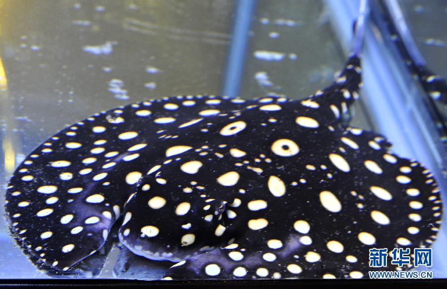 2013台北观赏鱼博览会即将开幕[组图]