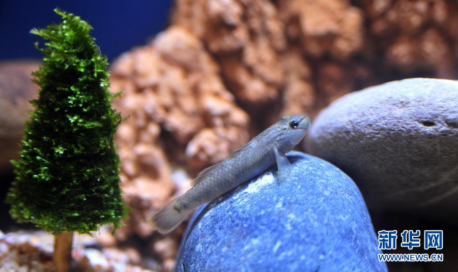 2013台北观赏鱼博览会即将开幕[组图]