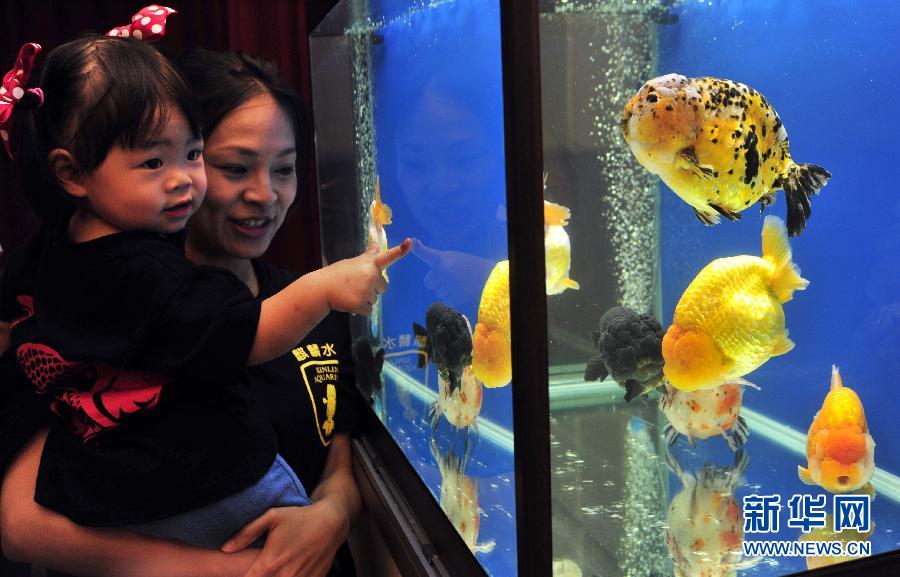 2013台北观赏鱼博览会即将开幕[组图]