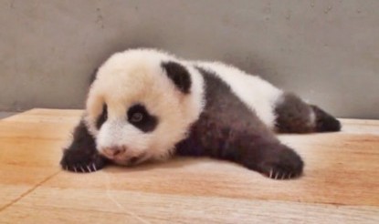 “圆仔”学爬行 原地打转惹人爱