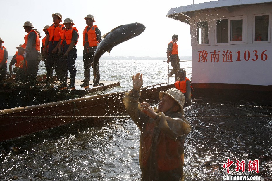 “中原第一湖”开渔节 1500平米巨网捕鱼