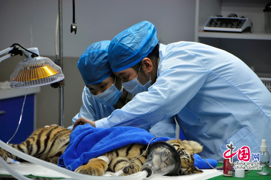 2013年10月3日，广州长隆野生动物园内一只五个月大的幼虎在和同伴儿玩耍嬉戏时，不慎造成腿部肌肉扭伤，医护人员迅速采取紧急手术，手术取得圆满成功。