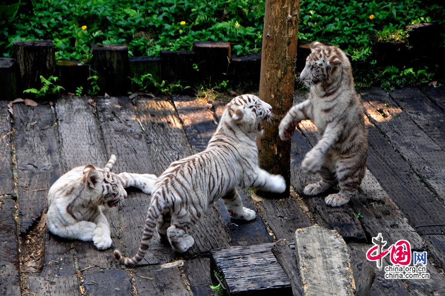 2013年10月3日，广州长隆野生动物园内一只五个月大的幼虎在和同伴儿玩耍嬉戏时，不慎造成腿部肌肉扭伤，医护人员迅速采取紧急手术，手术取得圆满成功。