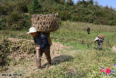三峡库区奉节县长安土家族乡五坝村村民背着药材回家。 中国网图片库 周会/摄