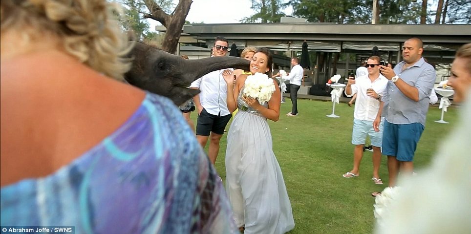 Shock: An Australian woman getting married in Thailand ended up getting too close for comfort to a watching elephant