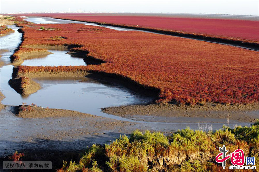 國家級自然保護區紅海灘。中國網圖片庫 王輝/攝